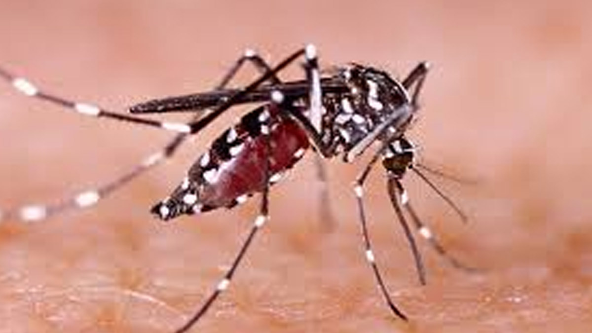 Dengue Cases Surge In Punjab: Hoshiarpur Takes The Hardest Hit